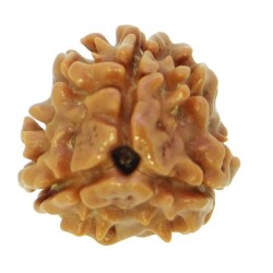 3 Mukhi Nepali Rudraksh