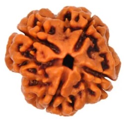 4 Mukhi Nepali Rudraksh