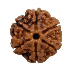 6 Mukhi Nepali Rudraksh