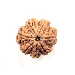 7 Mukhi Nepali Rudraksh