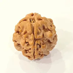 1 Mukhi Nepali Rudraksh