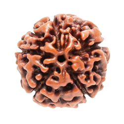 5 Mukhi Rudraksha