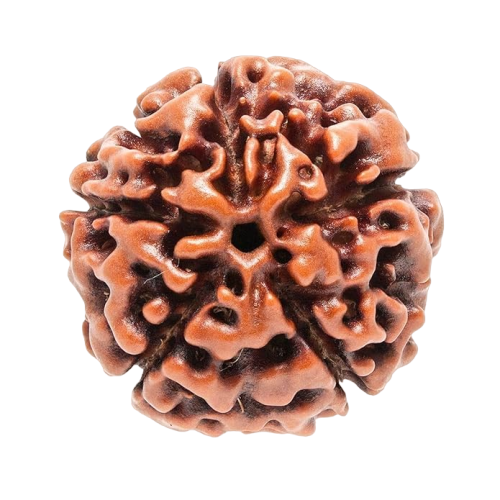 5 Mukhi Rudraksha